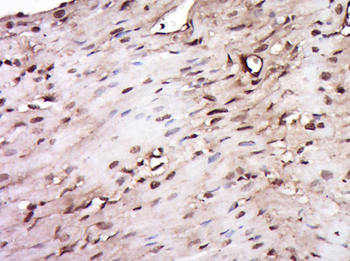 C9orf6 Rabbit Polyclonal Antibody