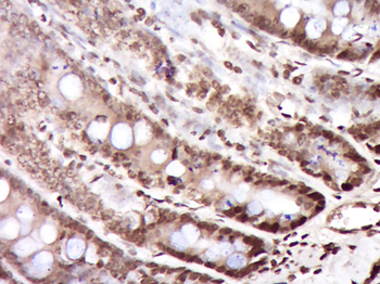 C9orf6 Rabbit Polyclonal Antibody