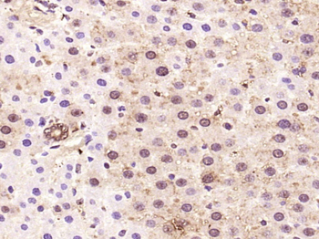 Phospho-c-ABL (Tyr115) Rabbit Polyclonal Antibody