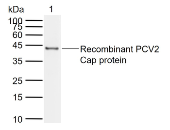 PCV2 capsid protein Rabbit Polyclonal Antibody
