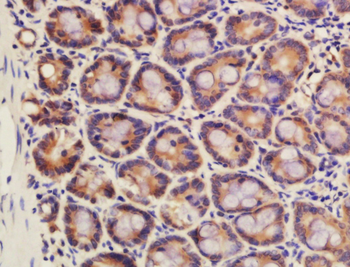 Caspase-14 p10 Rabbit Polyclonal Antibody