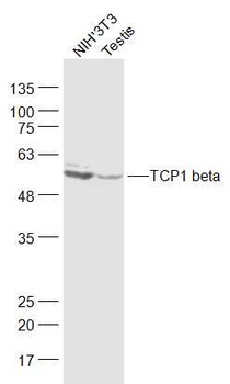 TCP1 beta Rabbit Polyclonal Antibody