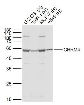 CHRM4 Rabbit Polyclonal Antibody