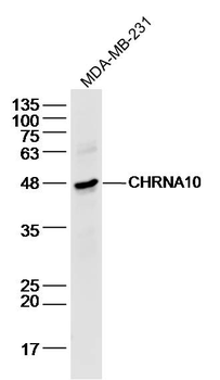 CHRNA10 Rabbit Polyclonal Antibody