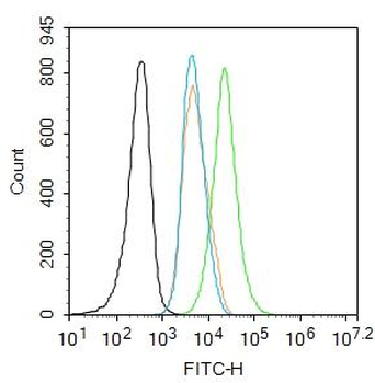 Phospho-c-Jun (Thr93) Rabbit Polyclonal Antibody