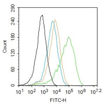 CSNK1G2 Rabbit Polyclonal Antibody
