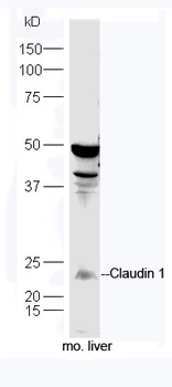 CLDN1 Rabbit Polyclonal Antibody