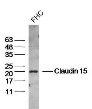 Claudin 15 Rabbit Polyclonal Antibody