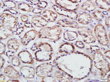 CLDN25 Rabbit Polyclonal Antibody
