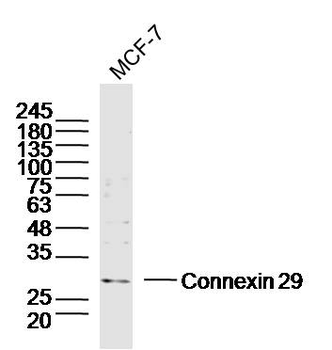 Connexin 29 Rabbit Polyclonal Antibody