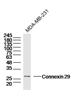 Connexin 29 Rabbit Polyclonal Antibody