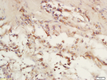 COX6c Rabbit Polyclonal Antibody
