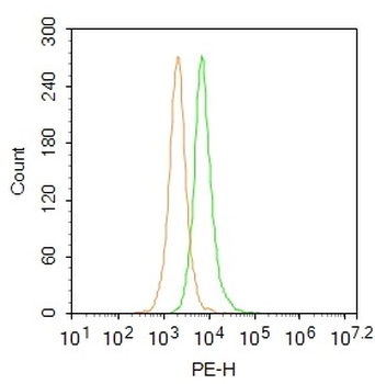 CREB3L3 Rabbit Polyclonal Antibody