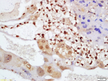 Cryptochrome 1 Rabbit Polyclonal Antibody