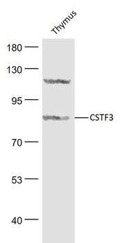 CSTF3 Rabbit Polyclonal Antibody