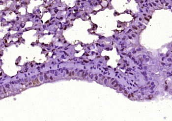 CWC22 Rabbit Polyclonal Antibody