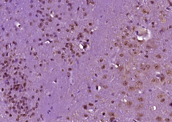 CWC22 Rabbit Polyclonal Antibody