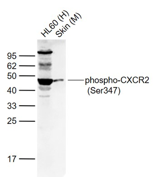 Phospho-CXCR2 (Ser347) Rabbit Polyclonal Antibody