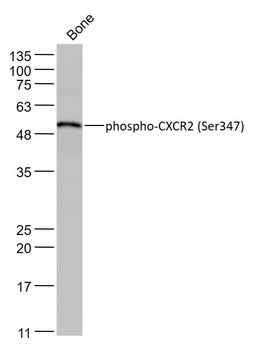 CXCR2 (Phospho-Ser347) antibody