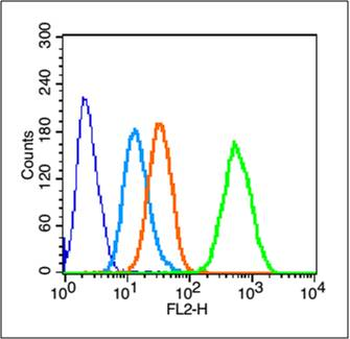 Cytokeratin 19 Rabbit Polyclonal Antibody