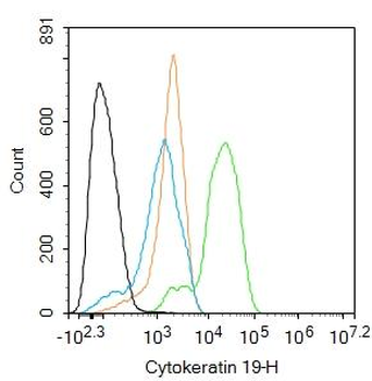 Cytokeratin 19 Rabbit Polyclonal Antibody