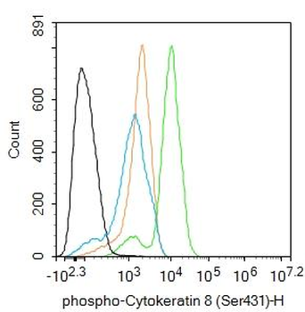 Phospho-Cytokeratin 8 (Ser431) Rabbit Polyclonal Antibody