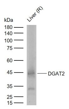 DGAT2 Rabbit Polyclonal Antibody