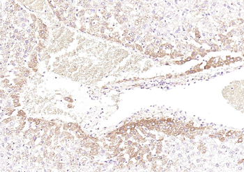 DLST Rabbit Polyclonal Antibody