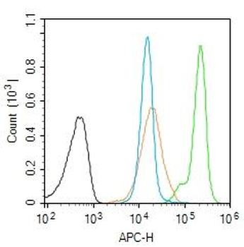 POLK Rabbit Polyclonal Antibody