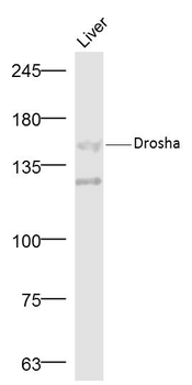 Drosha Rabbit Polyclonal Antibody