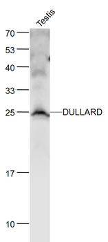 DULLARD Rabbit Polyclonal Antibody