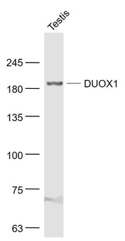 DUOX1 Rabbit Polyclonal Antibody