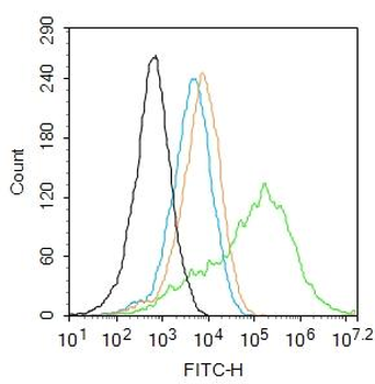DZIP3 Rabbit Polyclonal Antibody