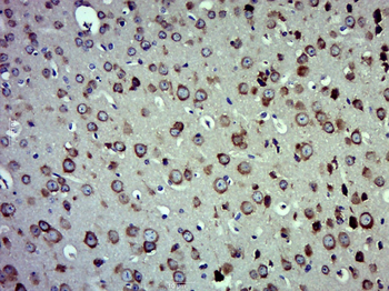 EEF1A2 Rabbit Polyclonal Antibody