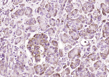 EEF1G Rabbit Polyclonal Antibody