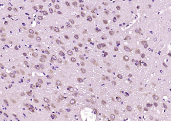 EEF1G Rabbit Polyclonal Antibody