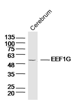 EEF1G Rabbit Polyclonal Antibody