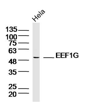EEF1G Rabbit Polyclonal Antibody
