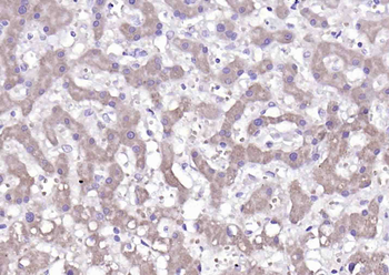 EPB41L4B Rabbit Polyclonal Antibody