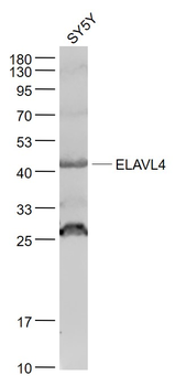 ELAVL4 Rabbit Polyclonal Antibody