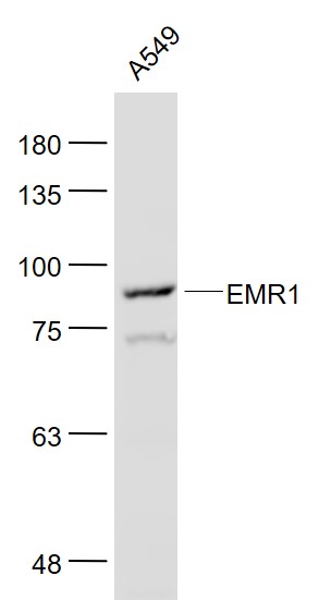 EMR1 antibody