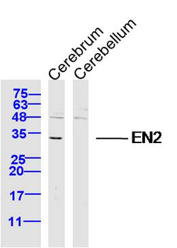 EN2 Rabbit Polyclonal Antibody