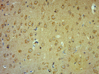 Ephexin-1 Rabbit Polyclonal Antibody