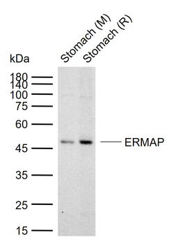 ERMAP Rabbit Polyclonal Antibody