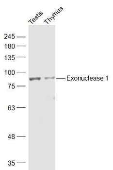 Exonuclease 1 Rabbit Polyclonal Antibody