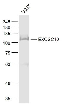EXOSC10 Rabbit Polyclonal Antibody