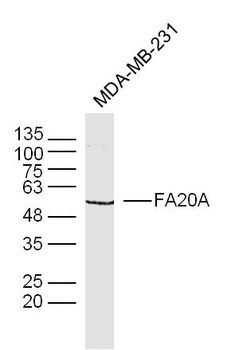 FA20A Rabbit Polyclonal Antibody