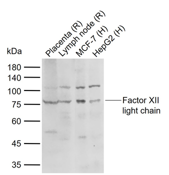 Factor XII light chain Rabbit Polyclonal Antibody