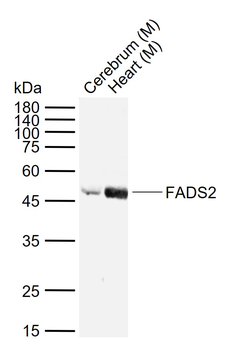 FADS2 Rabbit Polyclonal Antibody