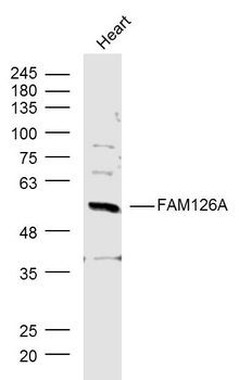 FAM126A Rabbit Polyclonal Antibody